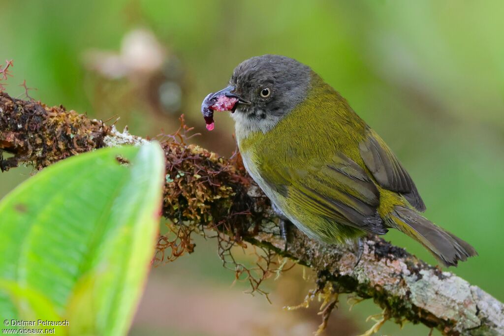 Dusky Chlorospingus - Chlorospin ombré<br />adult, eats