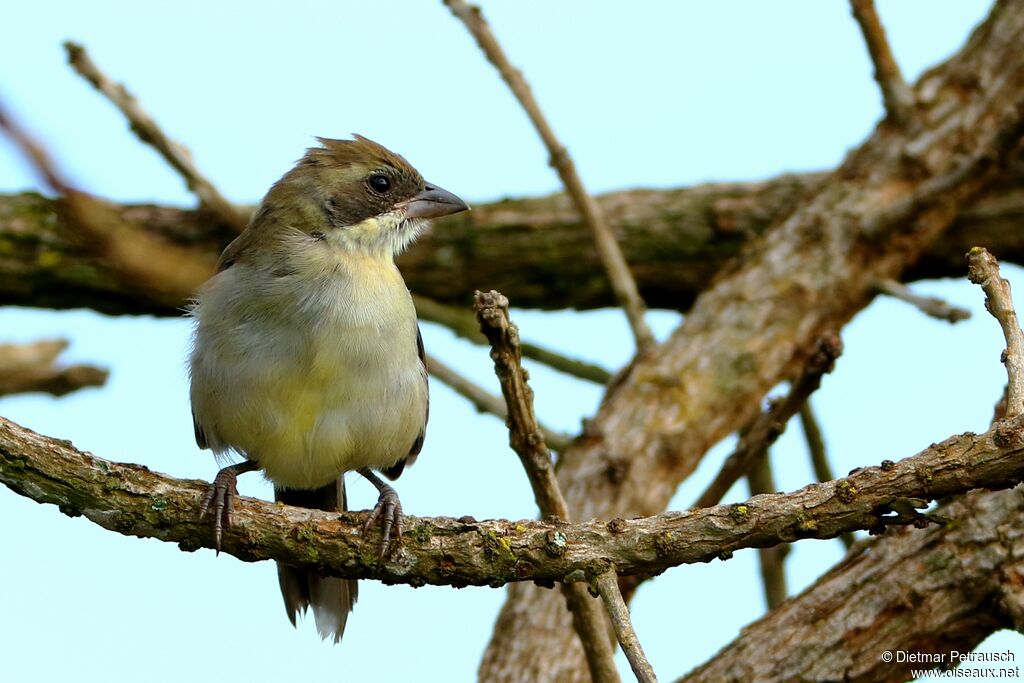 Tangara unifasciéimmature