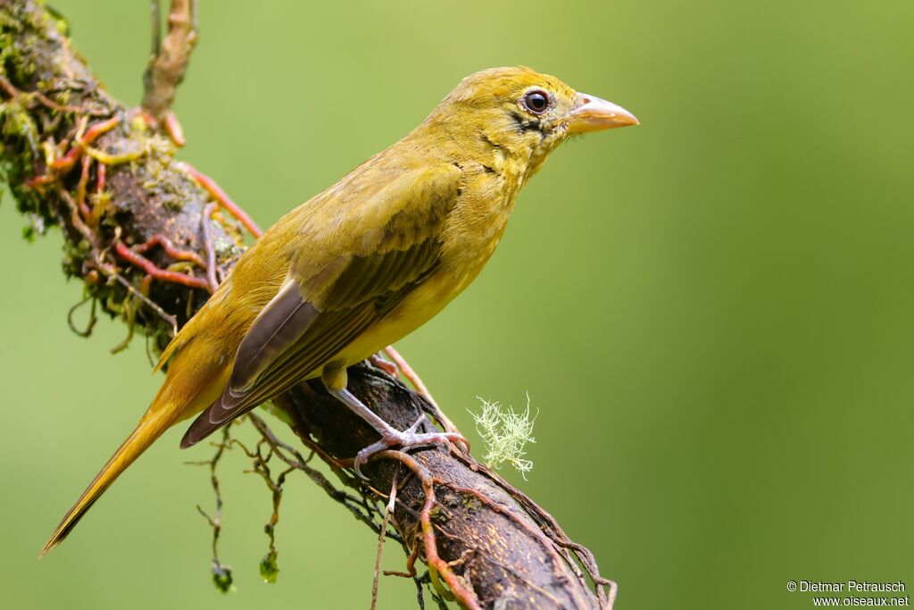 Tangara vermillon - Piranga vermillon<br /> femelle adulte