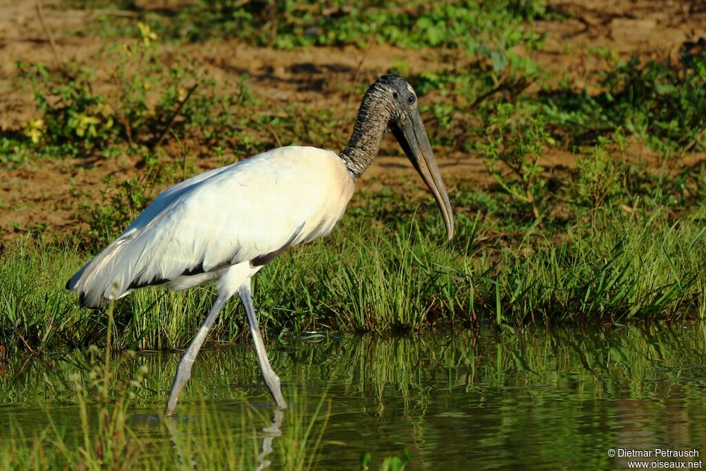 Wood Storkadult