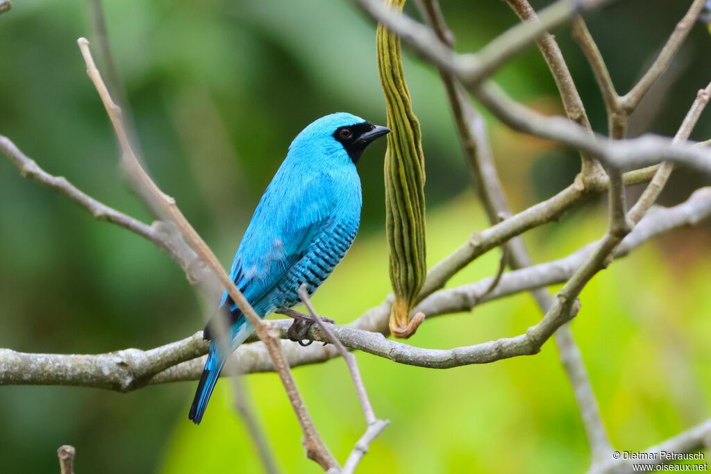 Tersine hirondelle mâle adulte