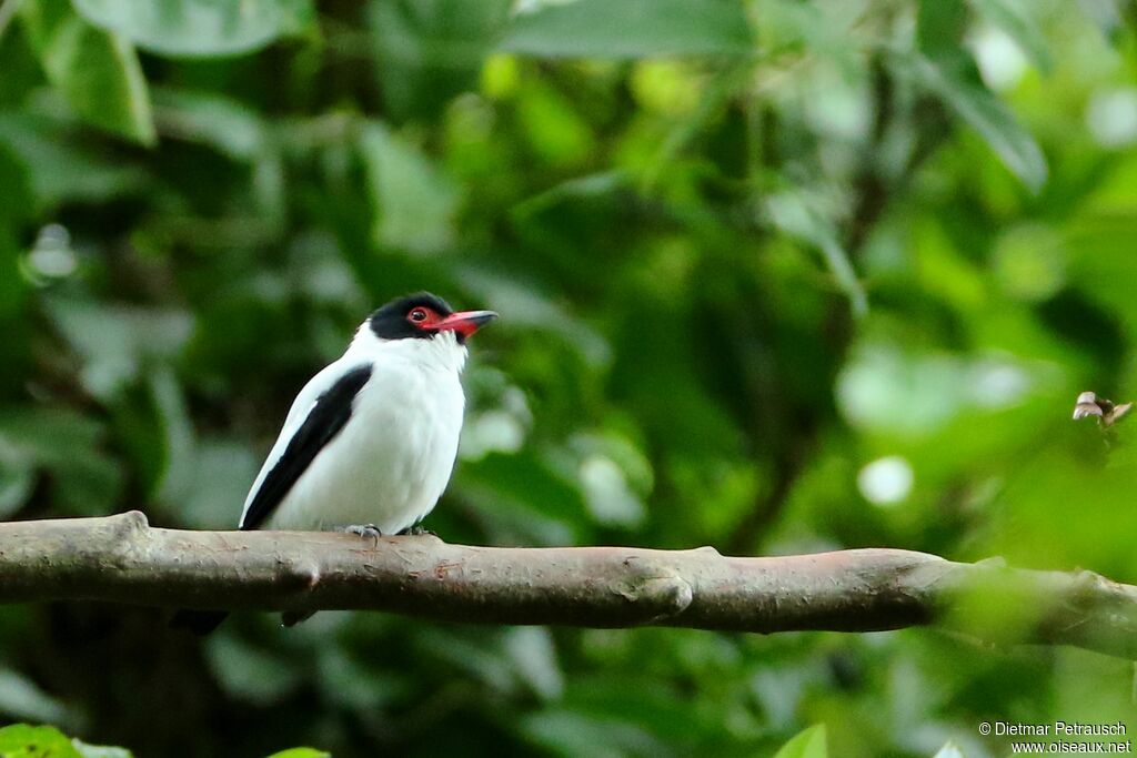 Black-tailed Tityra male adult