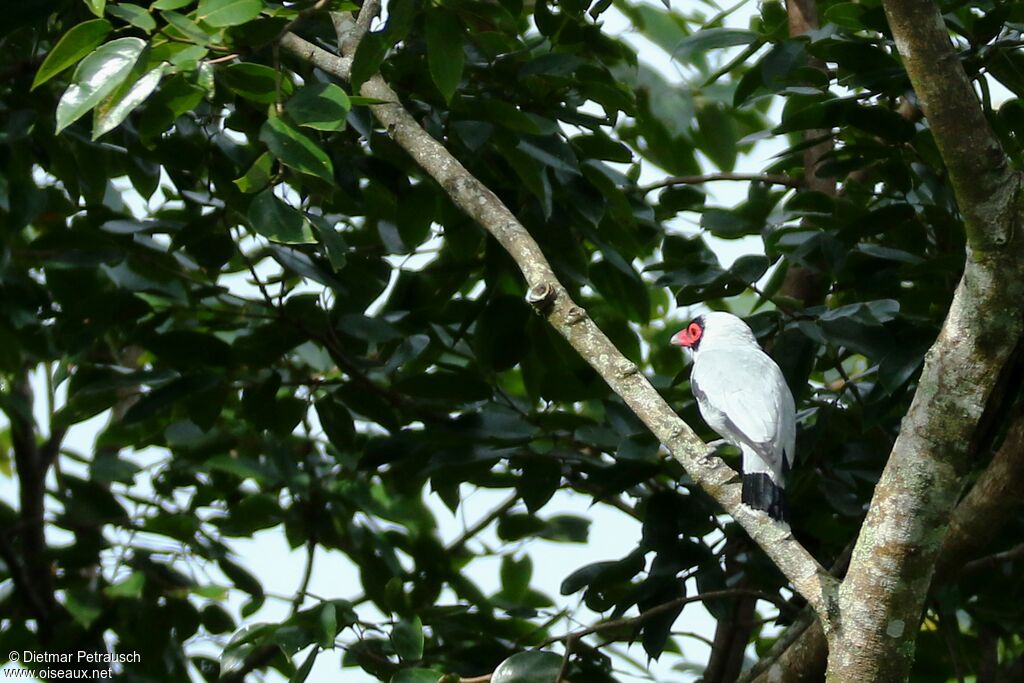 Masked Tityra male adult