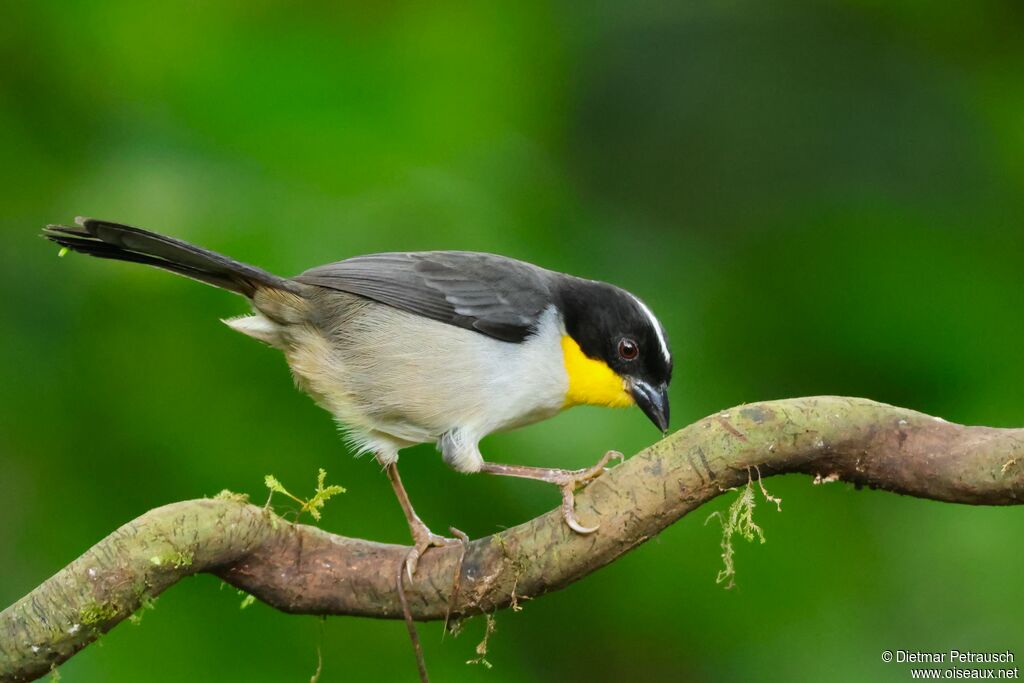 Tohi à calotte blancheadulte