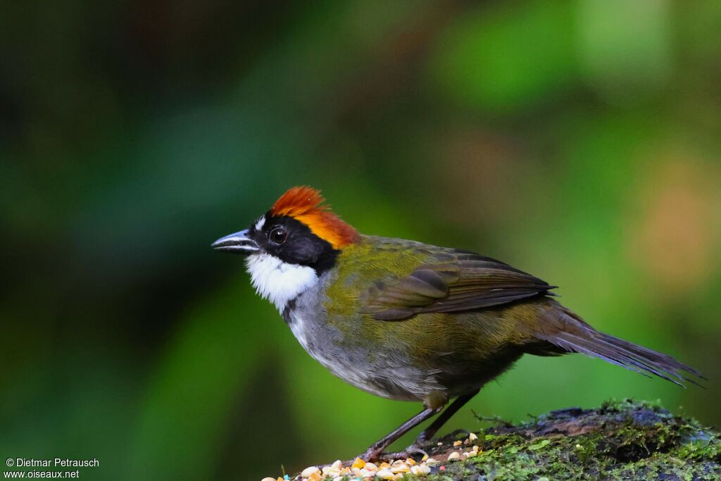 Tohi à nuque bruneadulte