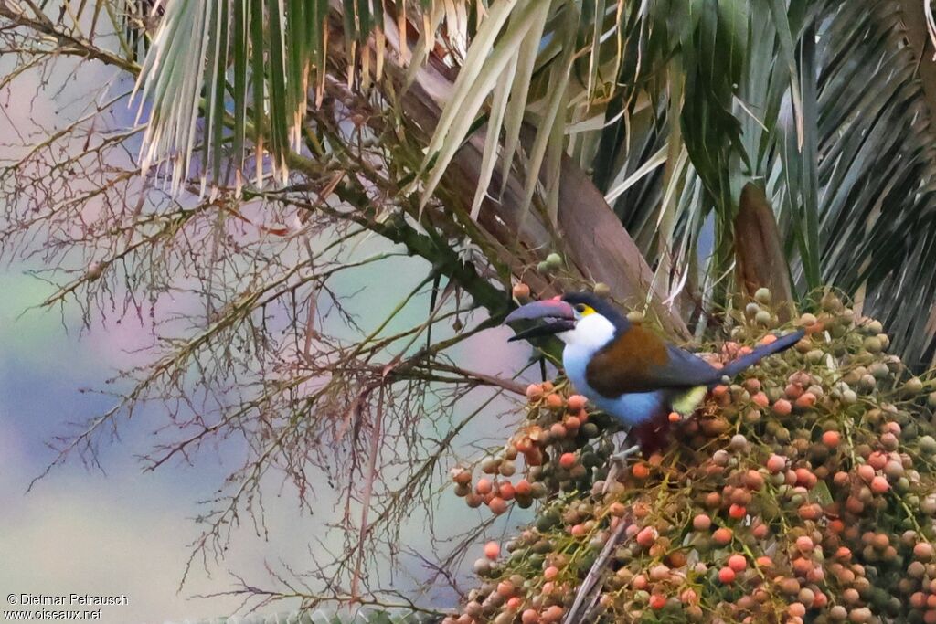 Toucan à bec noiradulte