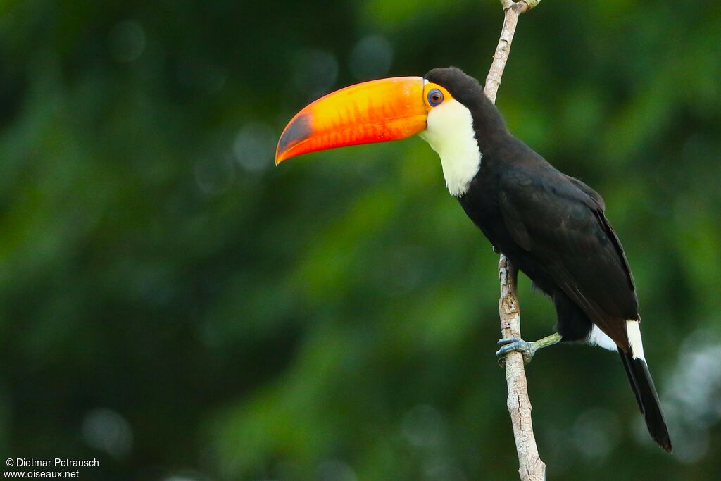 Toco Toucanadult