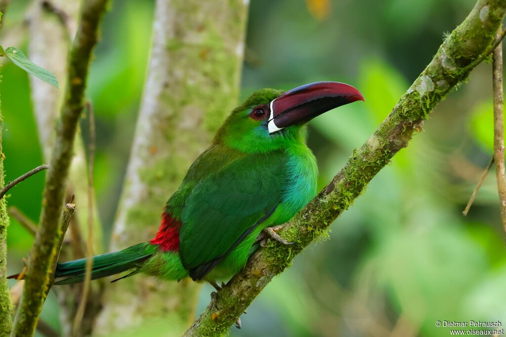 Toucanet à croupion rougeadulte