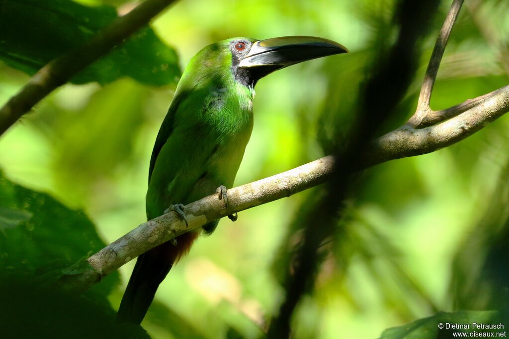 Toucanet à gorge noireadulte