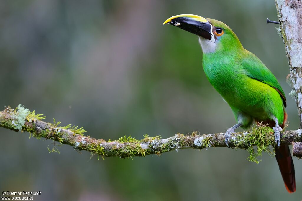 Toucanet des Andes - Toucanet à gorge blanche<br />adulte