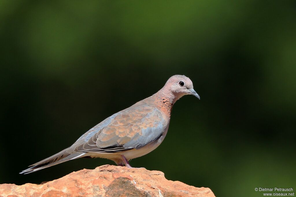 Laughing Doveadult