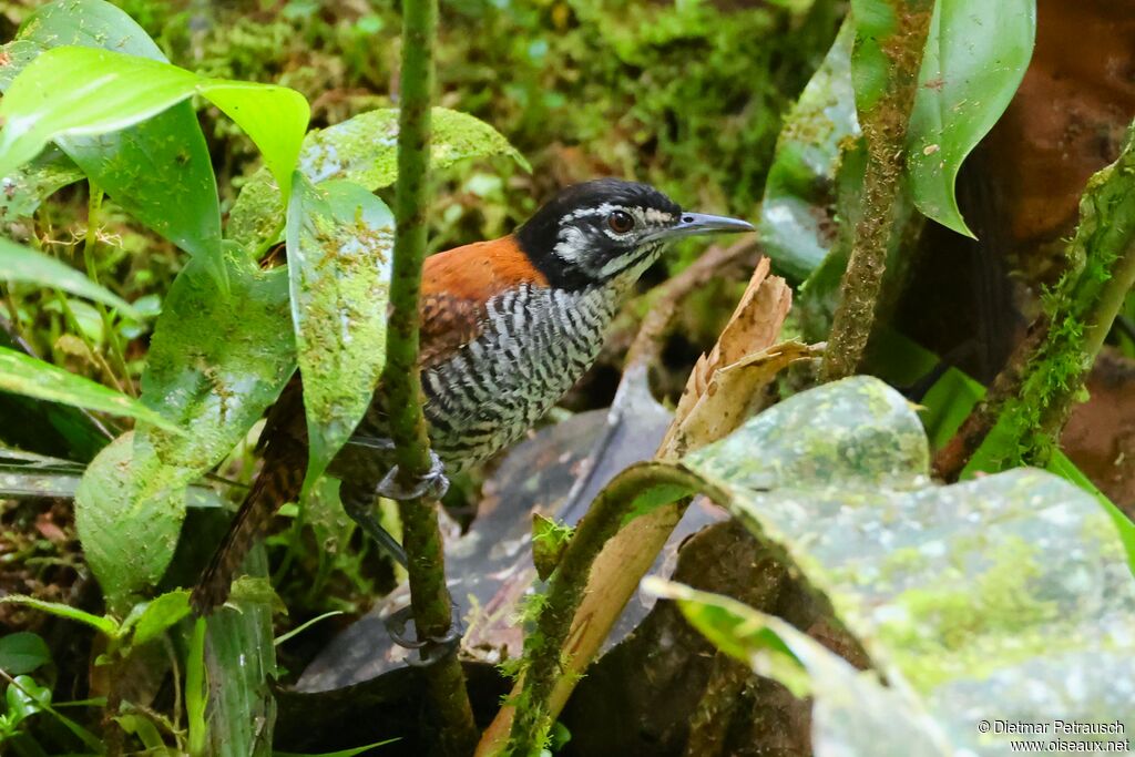 Troglodyte à calotte noireadulte