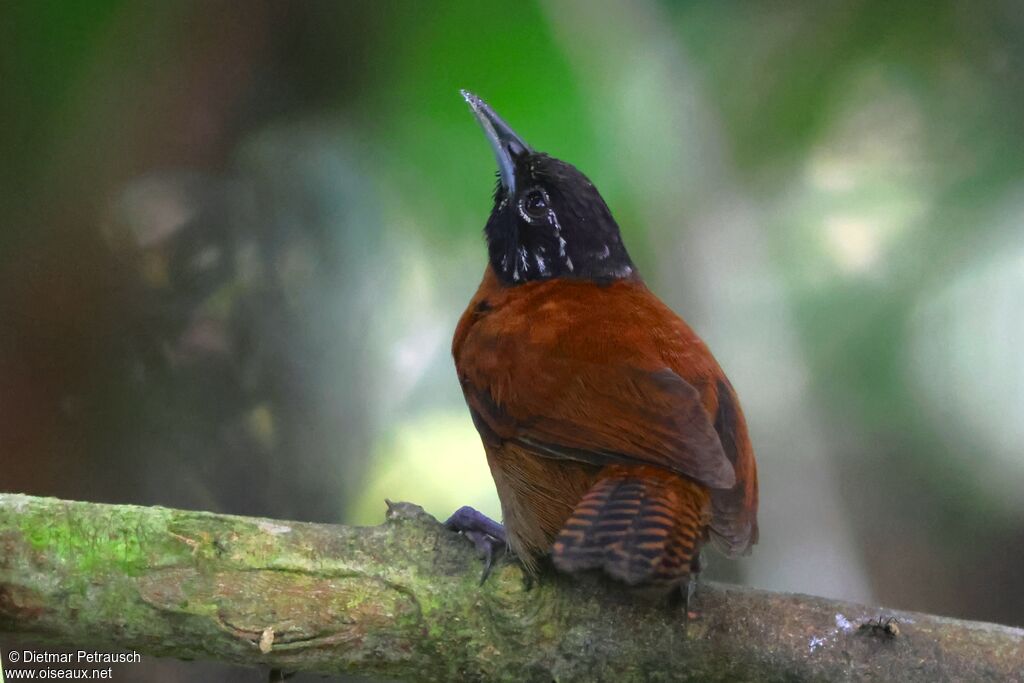 Troglodyte moineadulte