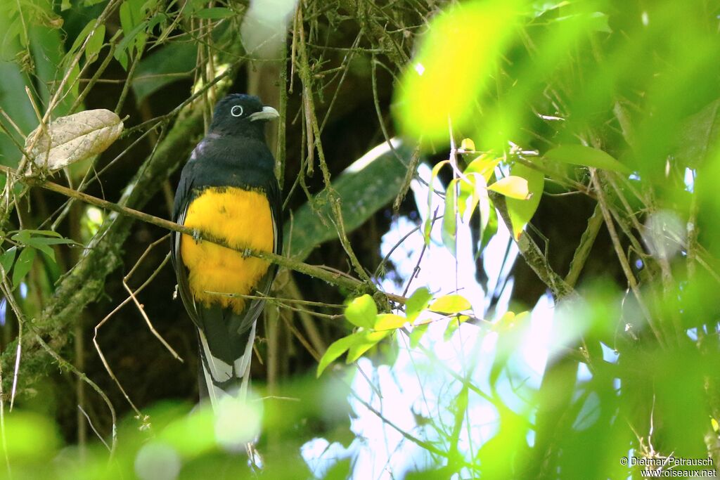 Trogon à queue blancheadulte