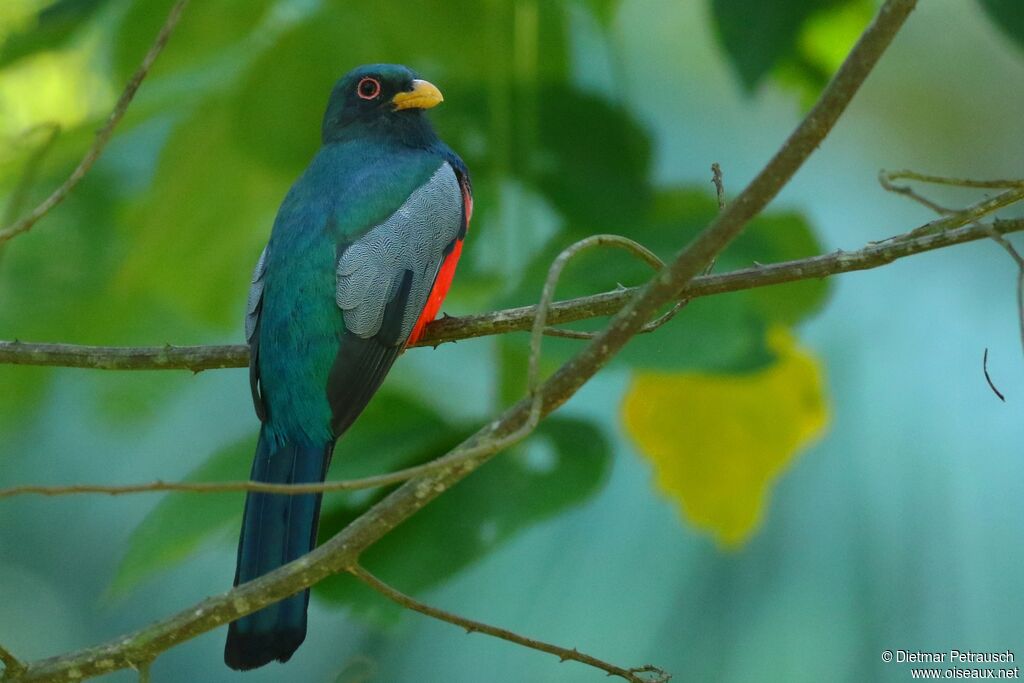 Trogon à queue noire mâle adulte, identification