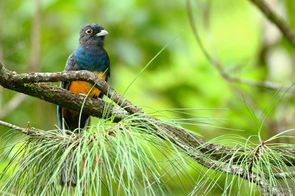 Trogon surucua mâle adulte