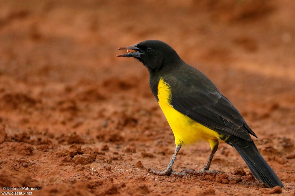 Yellow-rumped Marshbirdadult, feeding habits