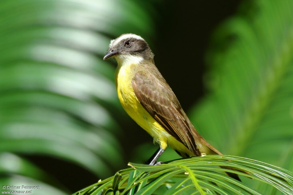 Social Flycatcher
