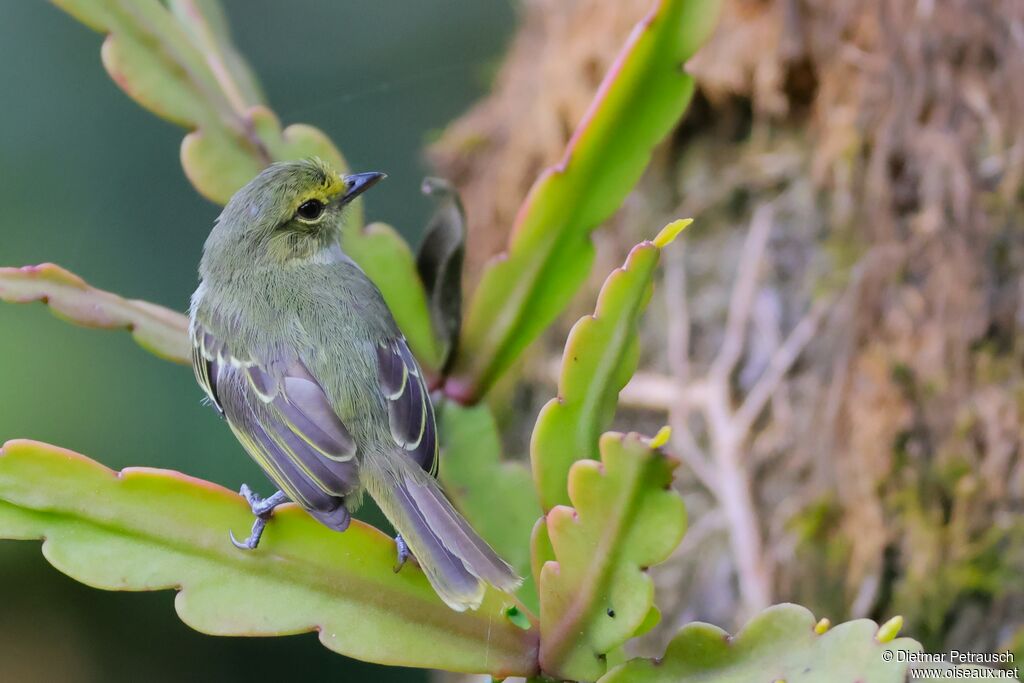 Tyranneau à face d'oradulte