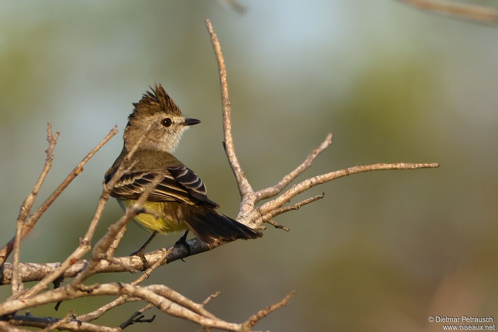 Tyranneau des palétuviers - Moucherolle des palétuviers<br />adulte