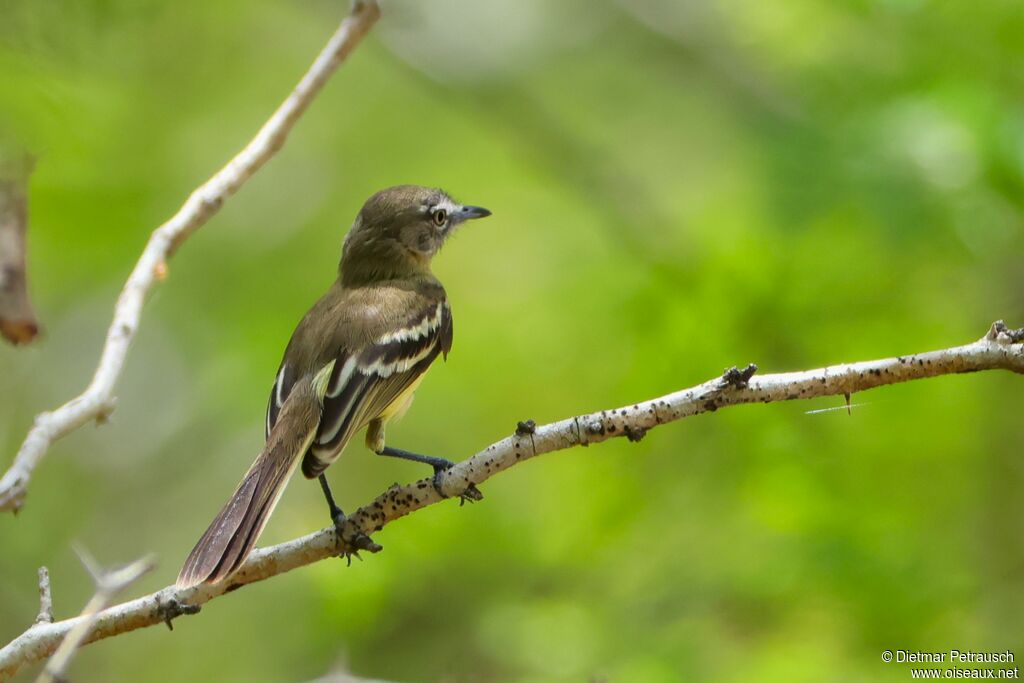 Tyranneau frangéadulte