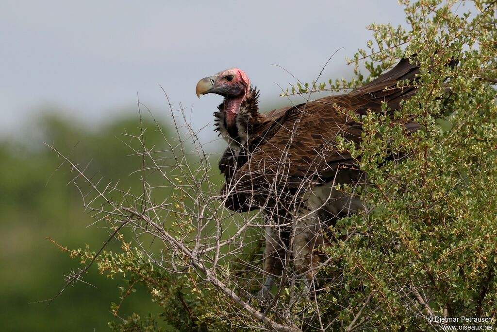 Lappet-faced Vultureadult