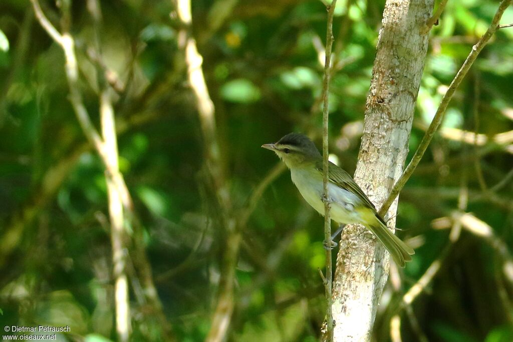 Chivi Vireoadult