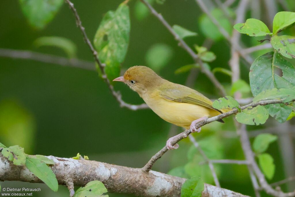 Viréon à pattes clairesadulte