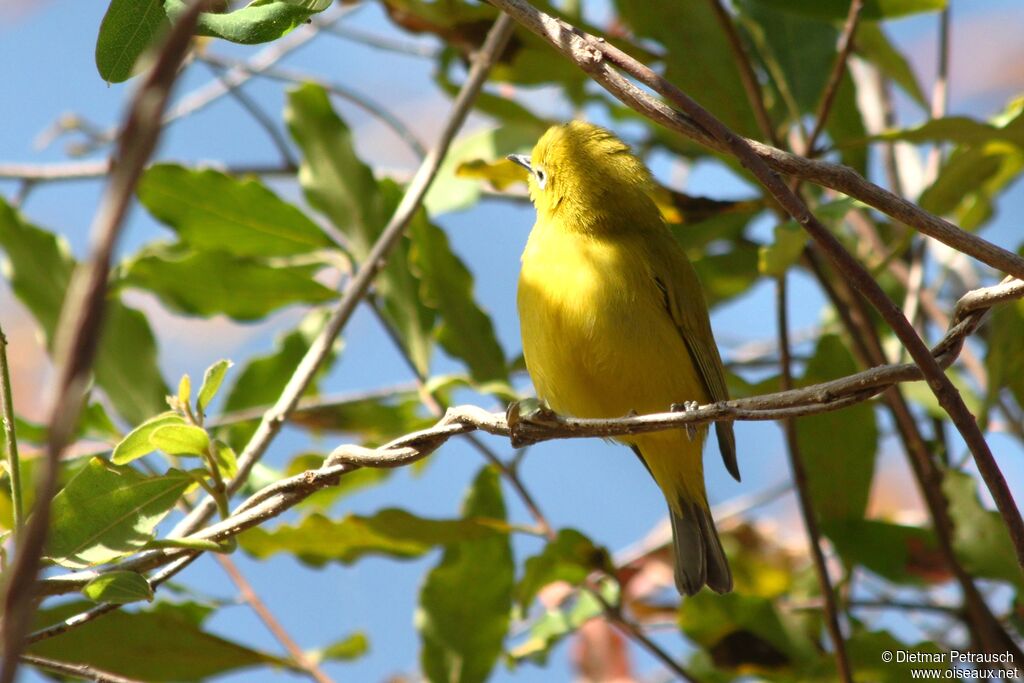 Zostérops jaune du Sudadulte