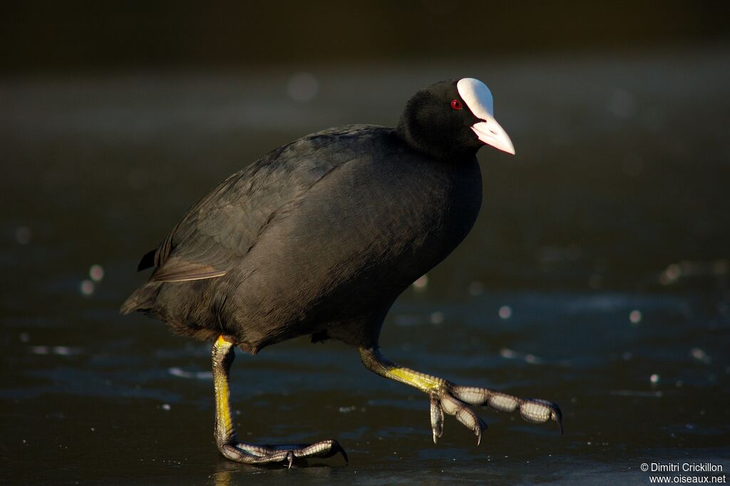 Eurasian Coot