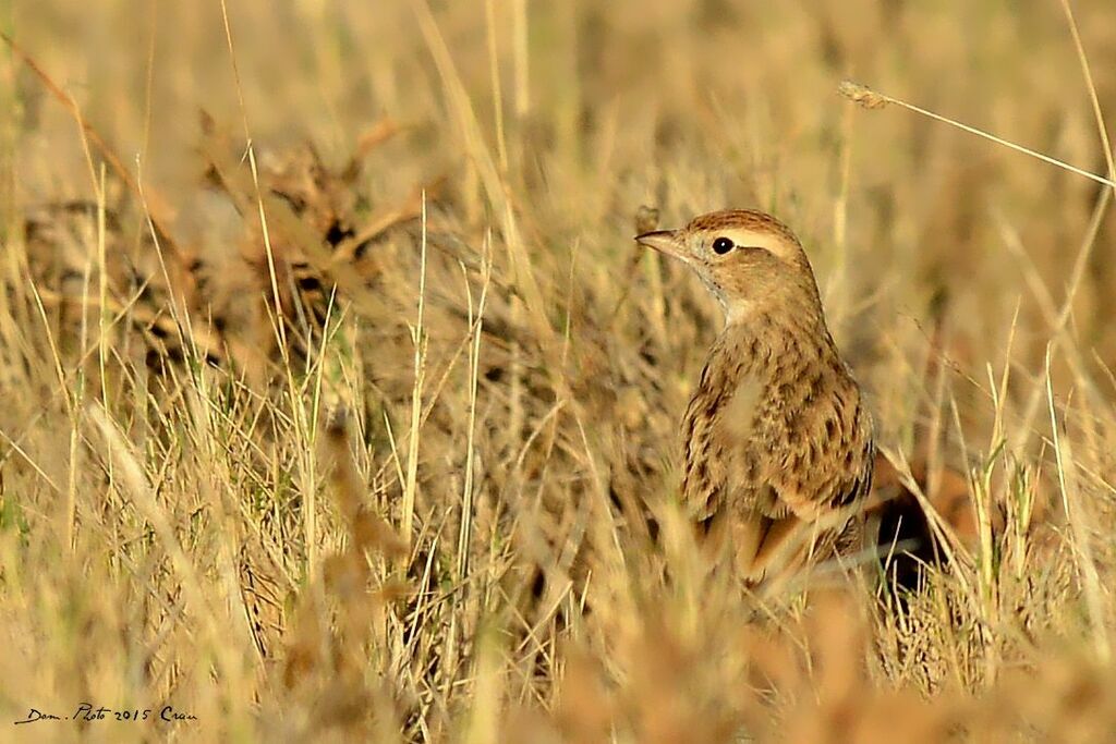 Greater Short-toed Lark