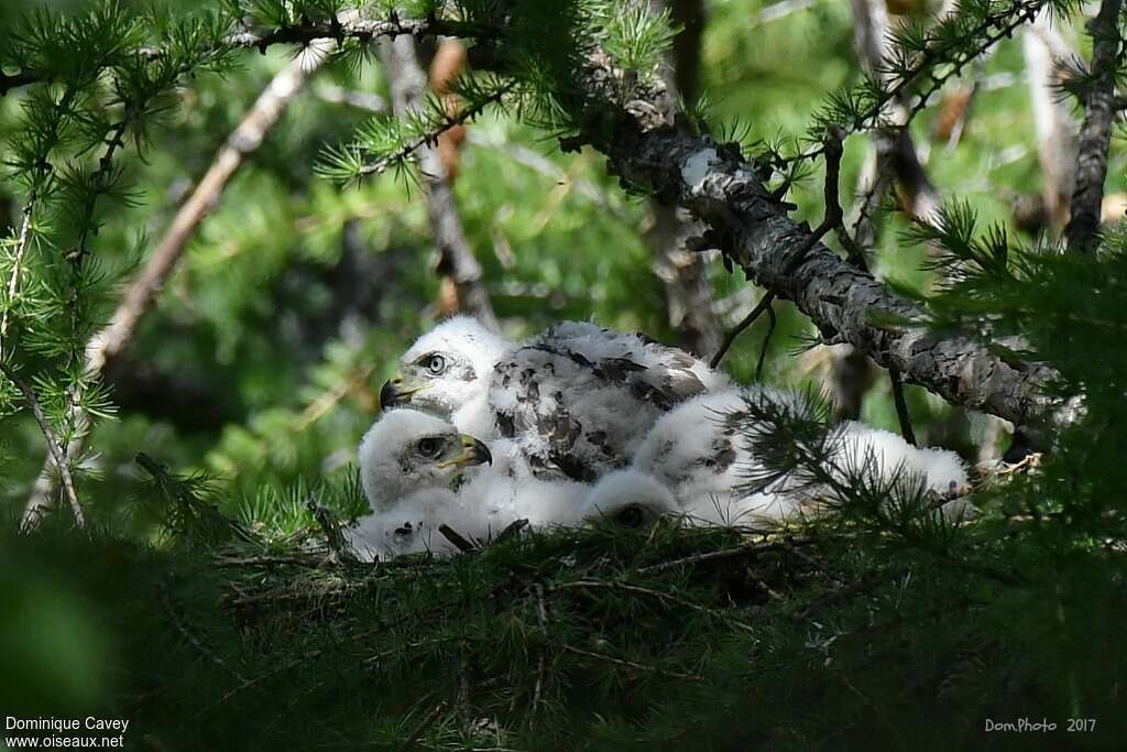 Eurasian GoshawkPoussin