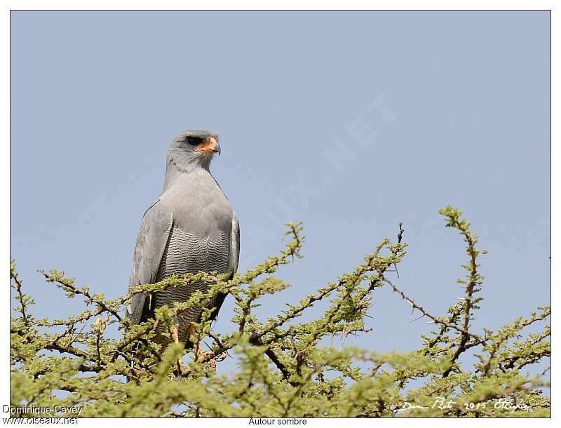 Dark Chanting Goshawkadult, habitat