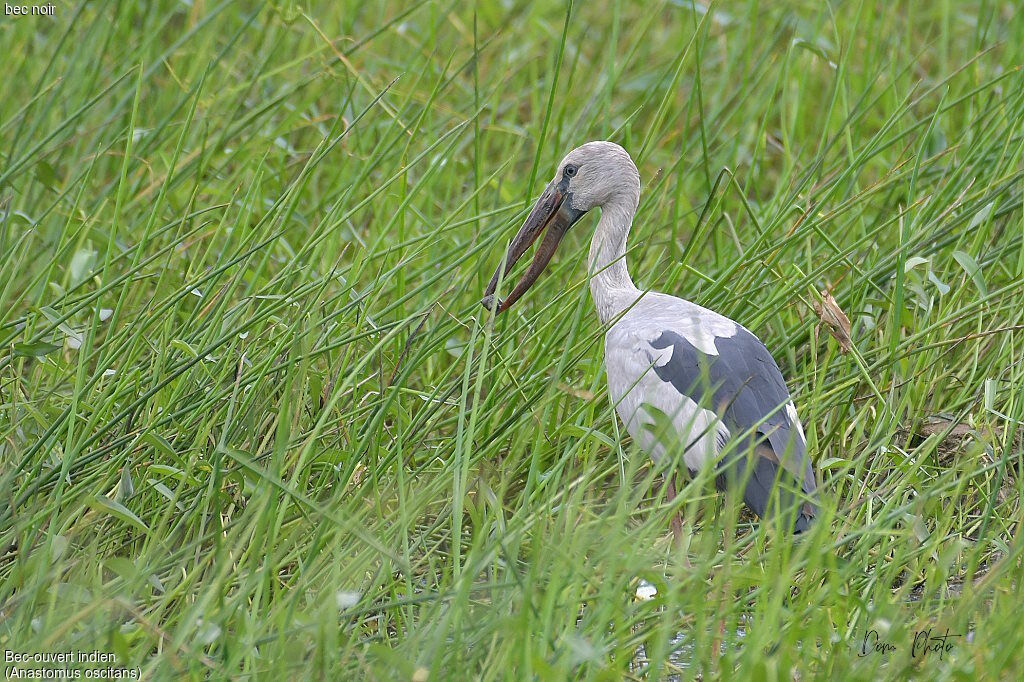 Asian Openbill