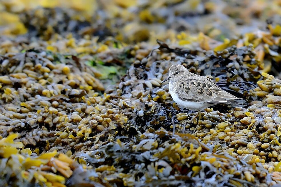 Temminck's Stint