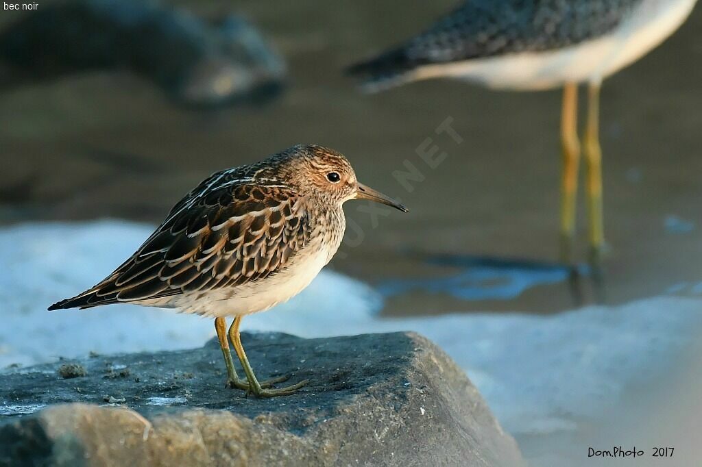 Pectoral Sandpiper