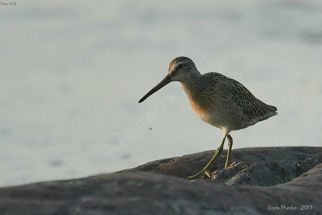 Short-billed Dowitcher