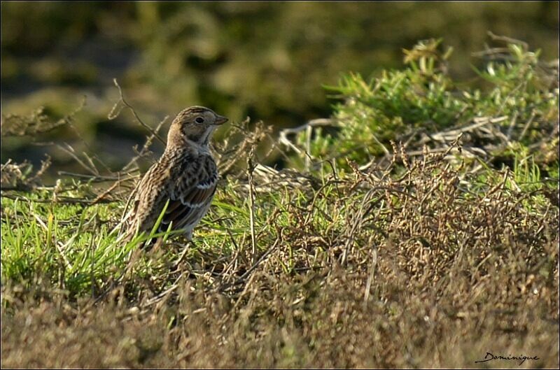 Lapland Longspur