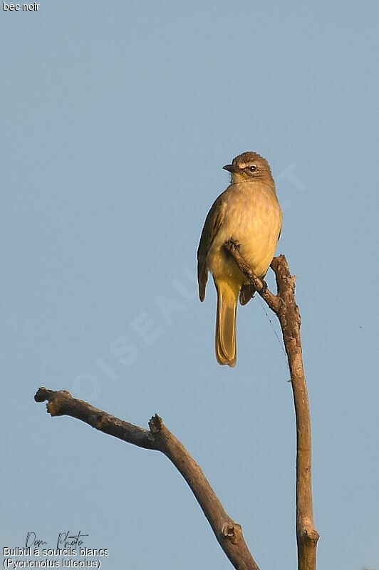 White-browed Bulbul
