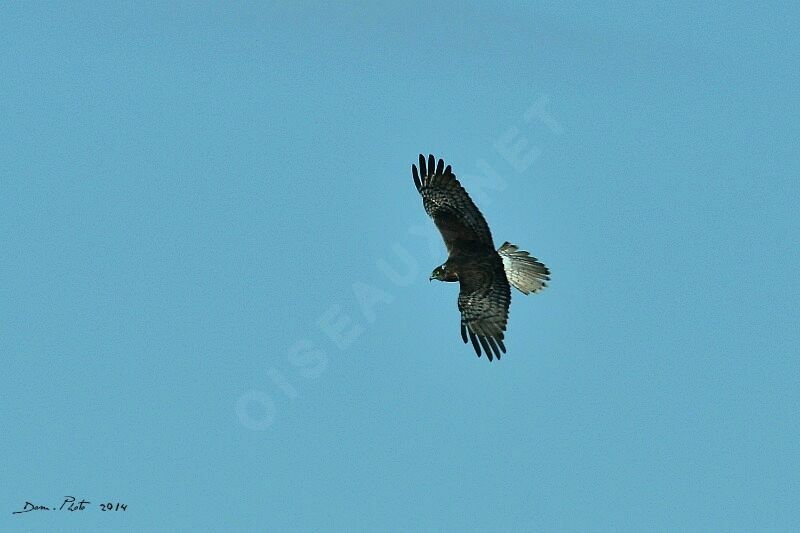Swamp Harrier