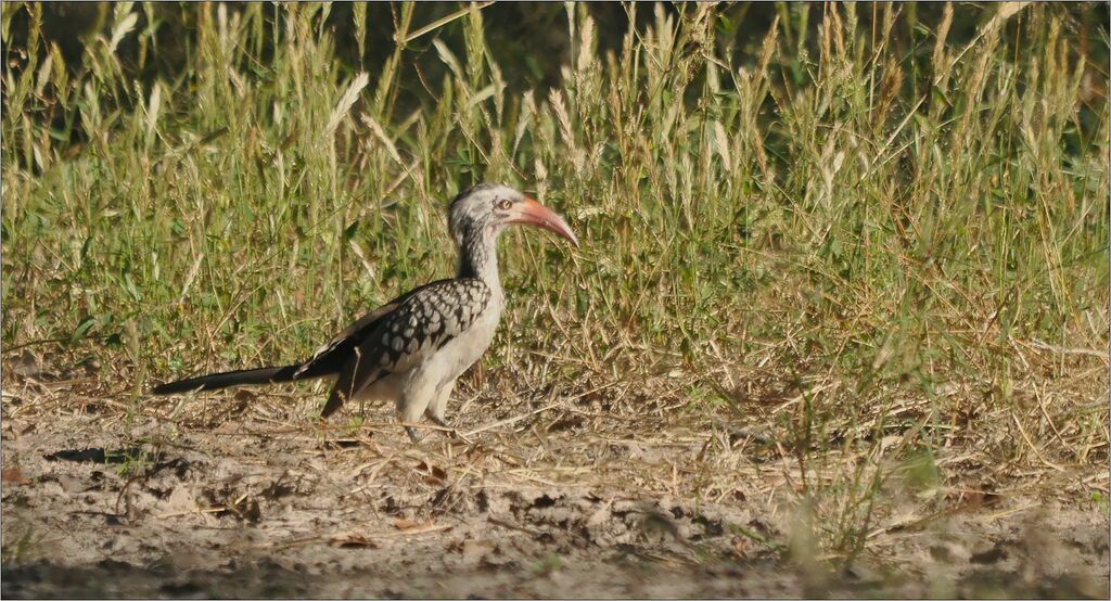 Southern Yellow-billed Hornbill