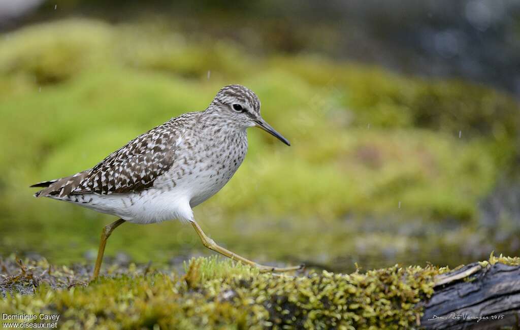 Wood Sandpiperadult breeding, identification