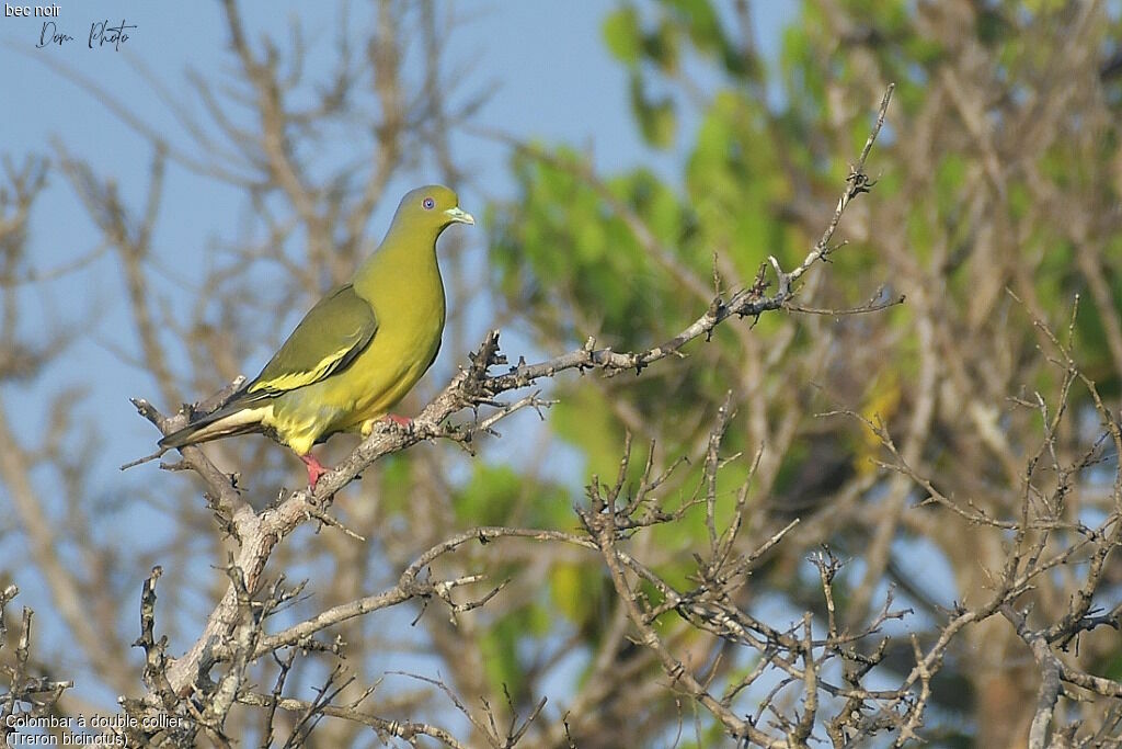 Orange-breasted Green Pigeon