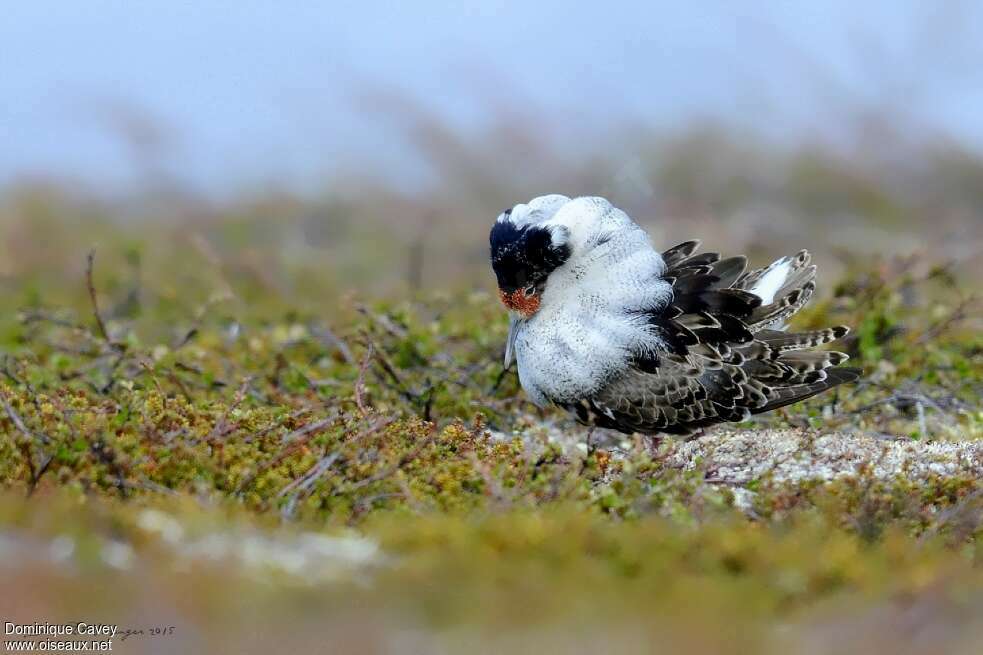 Ruff male adult breeding, Behaviour