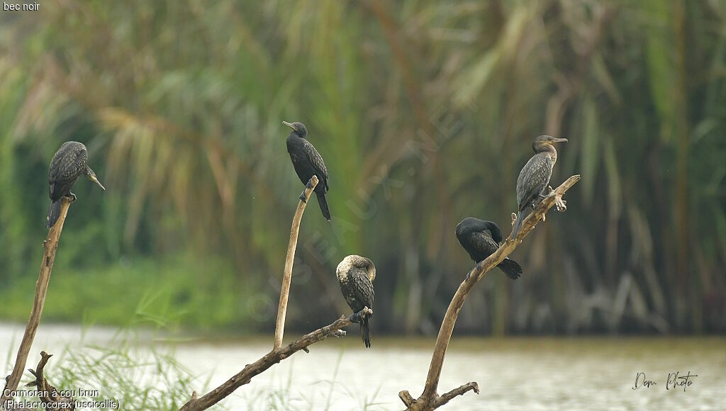 Cormoran à cou brun