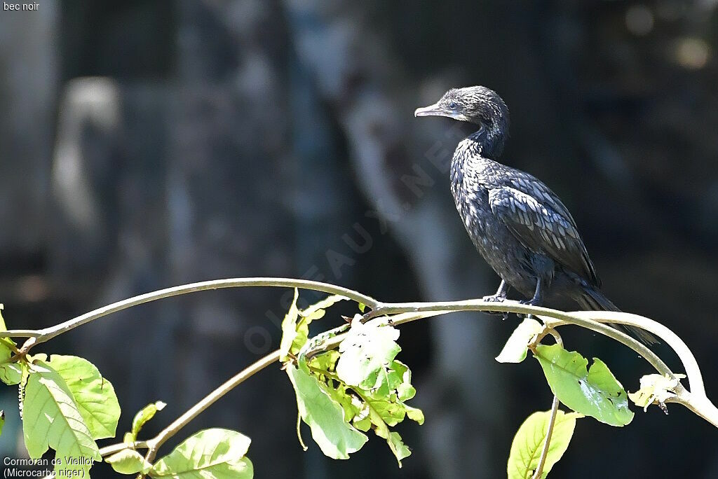 Little Cormorant