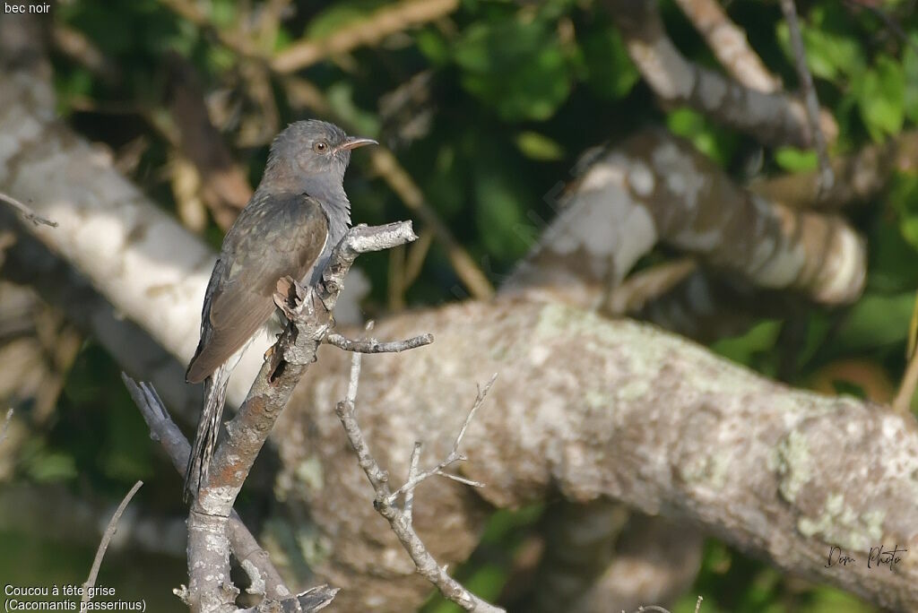Grey-bellied Cuckoo