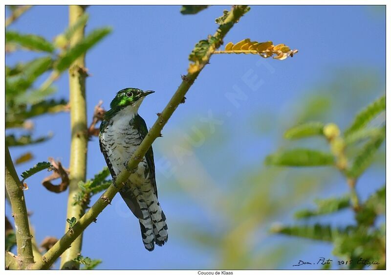 Klaas's Cuckoo