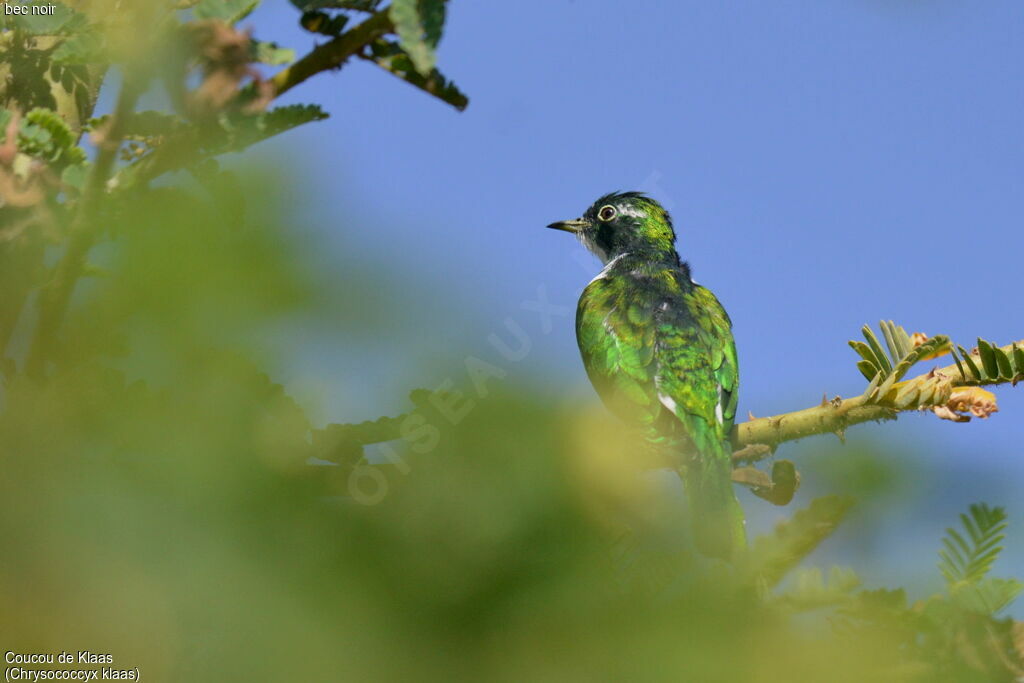 Klaas's Cuckoo