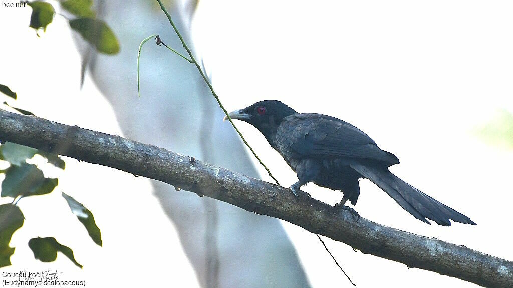 Asian Koel male